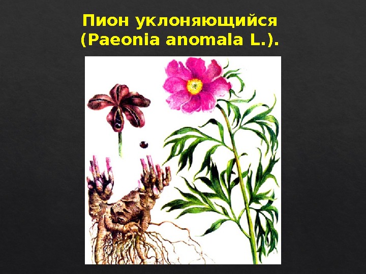 Пион уклоняющийся (Paeonia anomala L. ). 38 22  