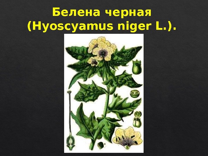 Белена черная (Hyoscyamus niger L. ). 5 A 14 22  