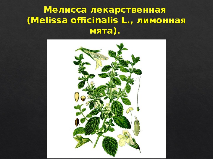 Мелисса лекарственная (Melissa officinalis L. , лимонная мята). 5 D 22 211713  