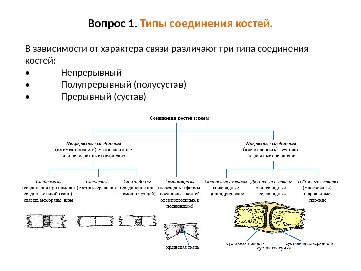 Какой тип соединения костей изображен на рисунке какие анатомические структуры этого типа соединения