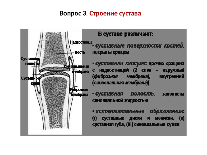 Строение сустава человека рисунок