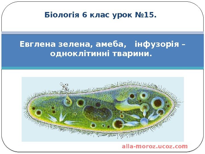 Біологія 6 клас урок № 15. Евглена зелена, амеба,  інфузорія – одноклітинні тварини.  alla-moroz.