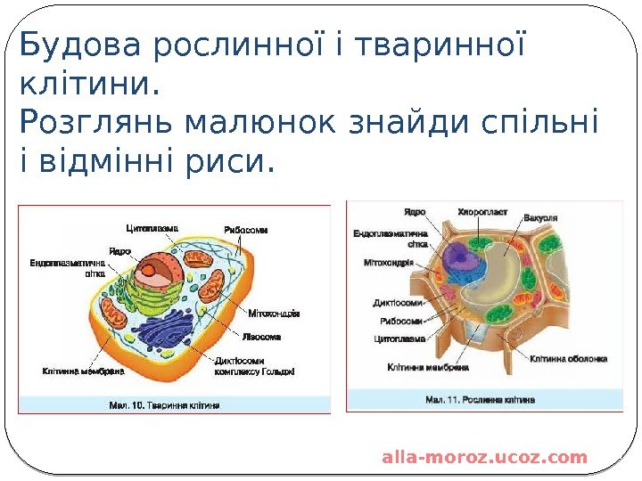 Будова рослинної і тваринної  клітини. Розглянь малюнок знайди спільні і відмінні риси. alla-moroz. ucoz. com