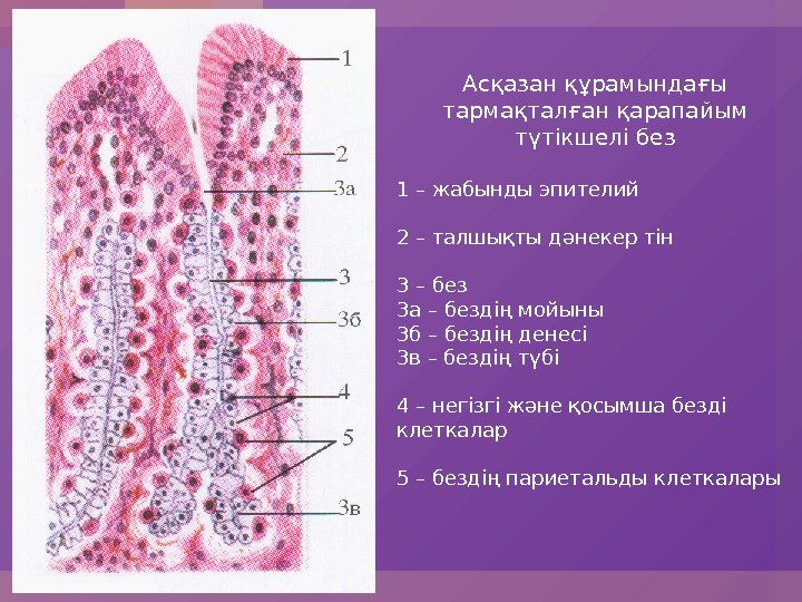 Функциями и клетками слизистой оболочки желудка