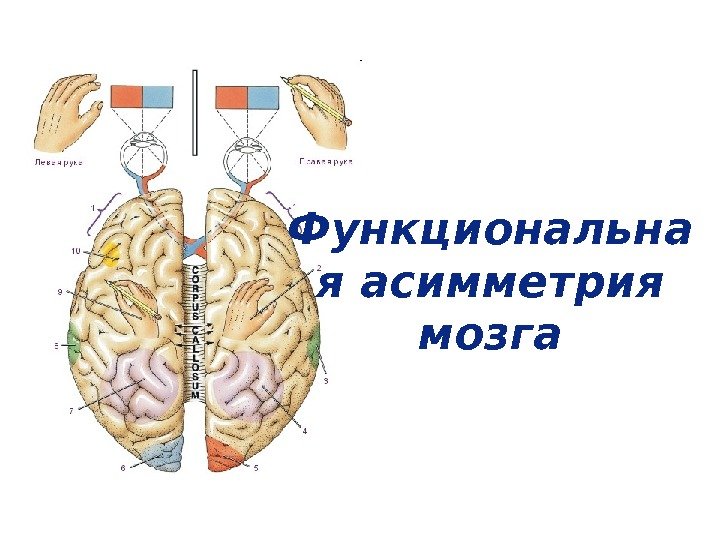 Функциональна я асимметрия мозга 