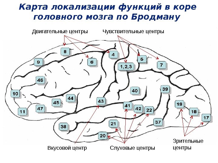 Карта локализации функций в коре головного мозга по Бродману  Вкусовой центр Чувствительные центры Зрительные центры