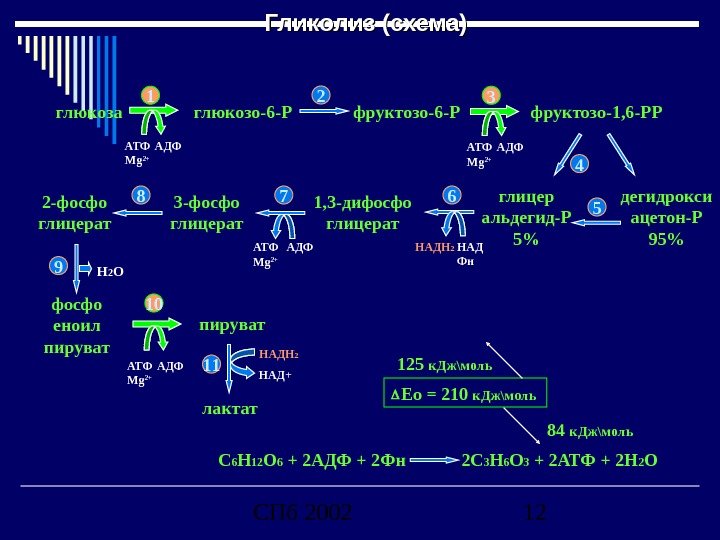 СПб 2002 12 Гликолиз (схема) глюкоза 1 АТФ Mg 2+ АДФ глюкозо-6 -Р 2 фруктозо-6 -Р