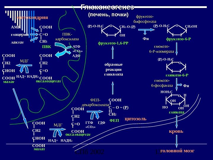 СПб 2002 13 Глюконеогенез (печень, почки) C ООН C=O C Н 3 ПВКАМК глицерин лактат C