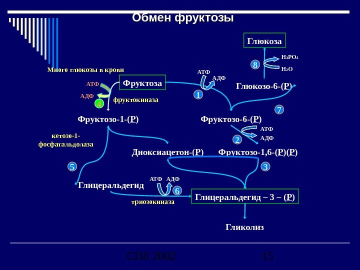 СПб 2002 15 Обмен фруктозы Фруктоза Диоксиацетон-( Р ) Глицеральдегид – 3 – ( Р )