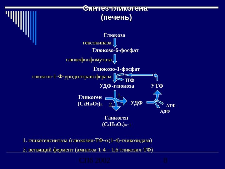 СПб 2002 8 Синтез гликогена (печень) Глюкоза Глюкозо-6 -фосфат Глюкозо-1 -фосфат УДФ-глюкоза УДФ УТФ Гликоген (С