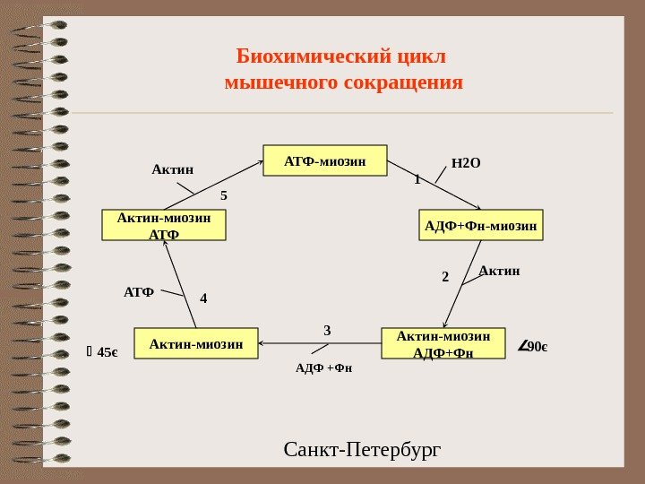 Санкт-Петербург. Биохимический цикл мышечного сокращения АТФ-миозин АДФ+Фн-миозин Актин-миозин АДФ+Фн Н 2 О Актин 1 2