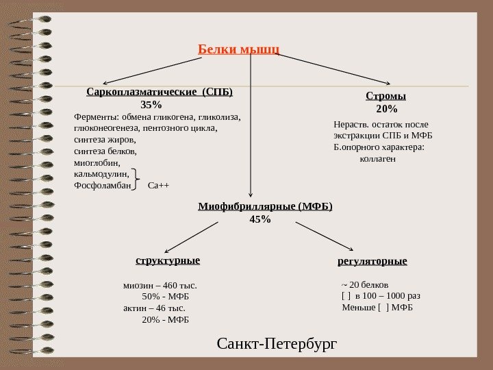  Санкт-Петербург. Белки мышц Саркоплазматические (СПБ)     35 Ферменты: обмена гликогена, гликолиза, глюконеогенеза,