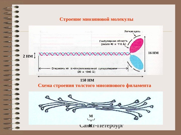 Санкт-Петербург. Строение миозиновой молекулы 16 НМ 150 НМ 2 НМ Схема строения толстого миозинового филамента