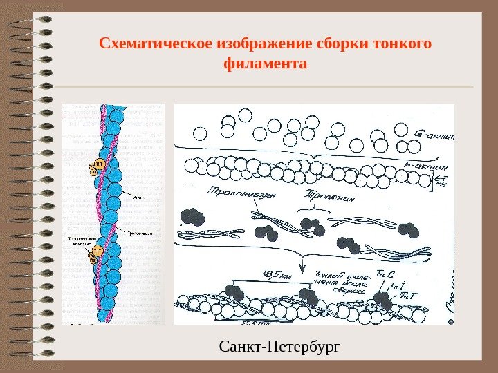  Санкт-Петербург. Схематическое изображение сборки тонкого филамента 