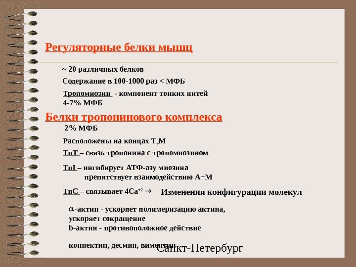  Санкт-Петербург. Регуляторные белки мышц ~ 20 различных белков Содержание в 100 -1000 раз  МФБ