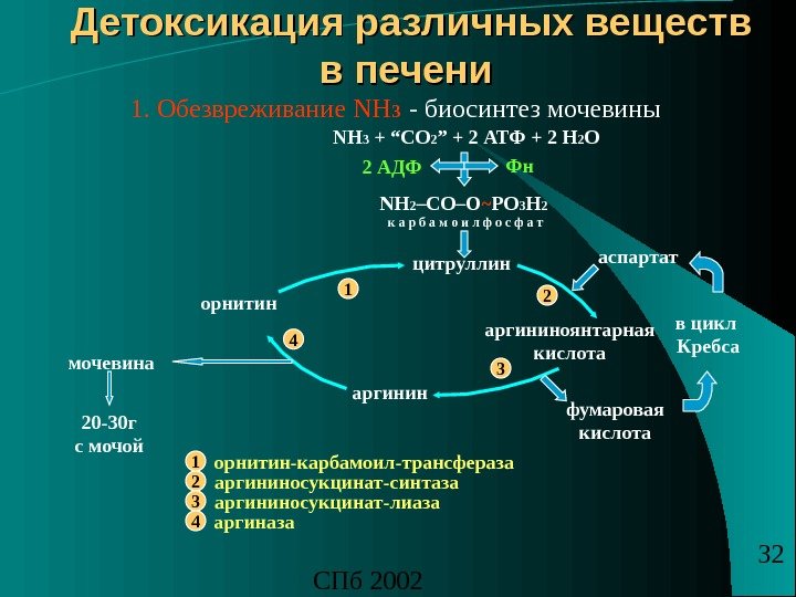 СПб 2002 32 Детоксикация различных веществ в печени - биосинтез мочевины NH 3 + “CO 2