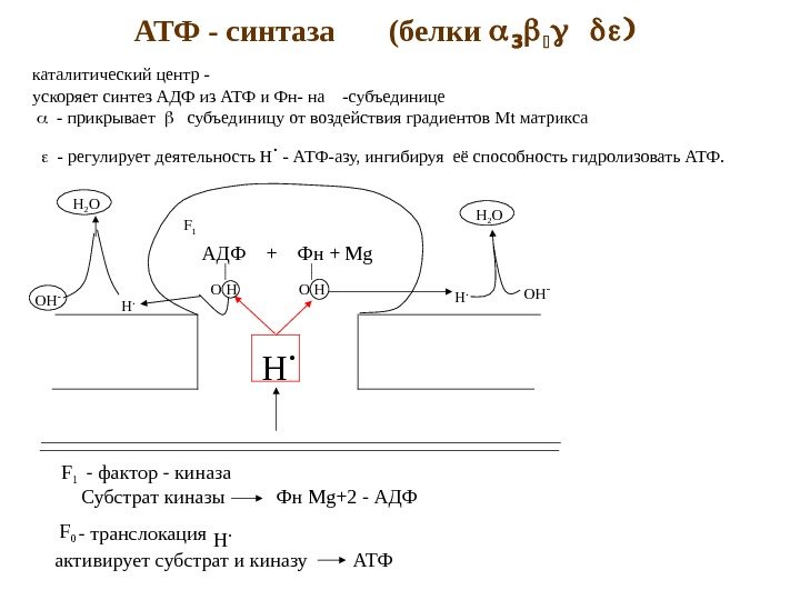 Ведущий механизм синтеза атф. АТФ синтаза. Строение и работа АТФ синтазы. Функции субъединиц АТФ синтазы. АТФ синтаза в митохондрии.