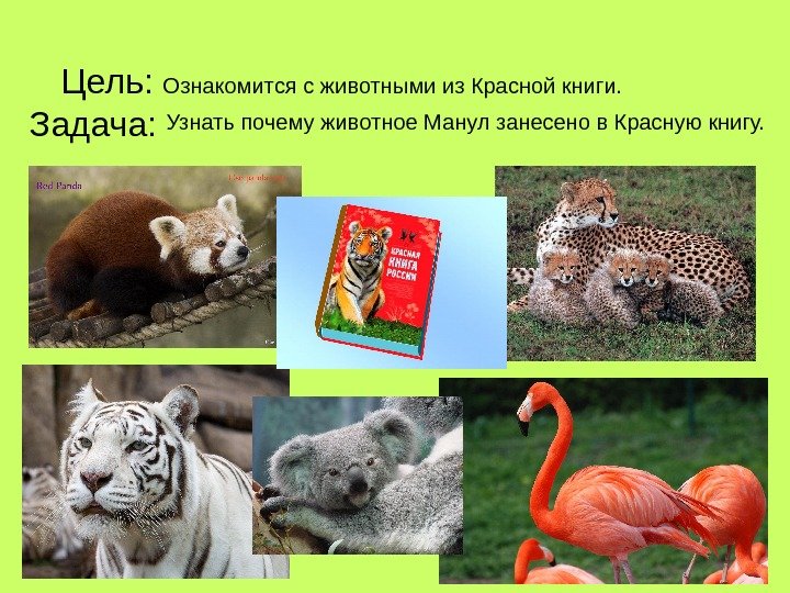 Фото манула из красной книги