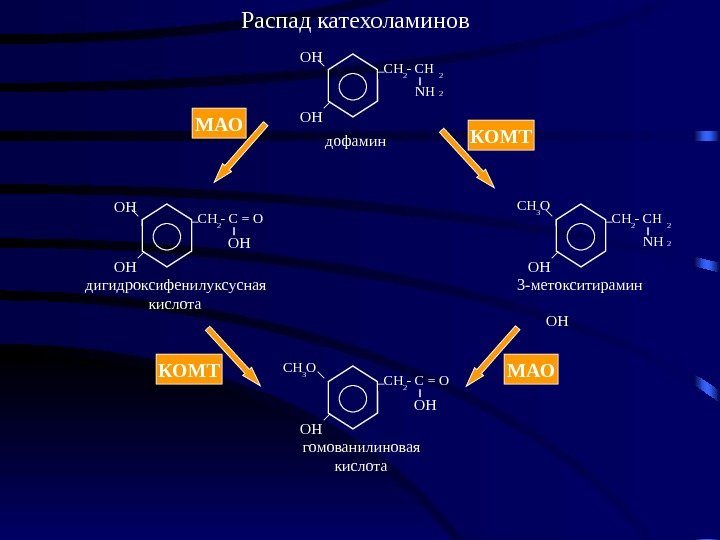 Схема синтеза катехоламинов