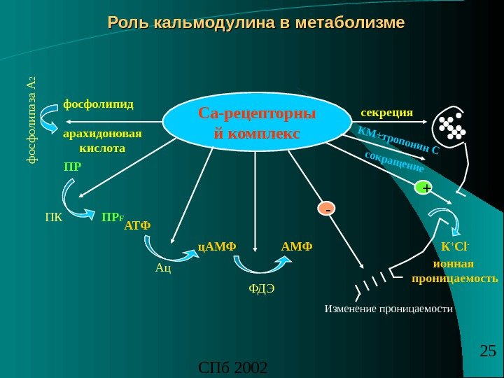 СПб 2002 25 Роль кальмодулина в метаболизме Са-рецепторны й комплексарахидоновая кислотафосфолипидф осф олипаза А 2 секреция