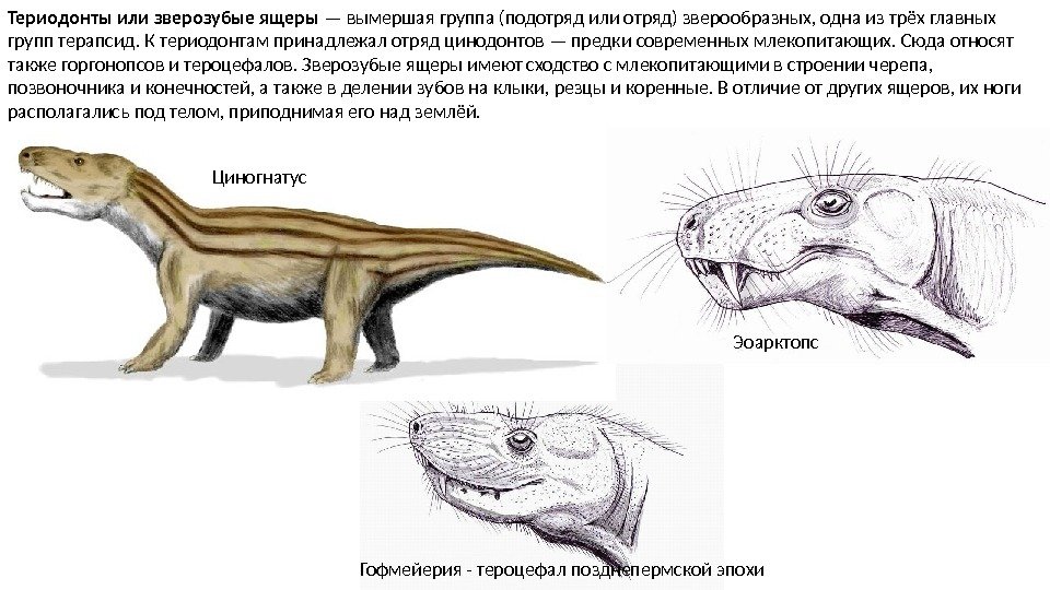 На рисунке изображен майаспондил вымершая рептилия
