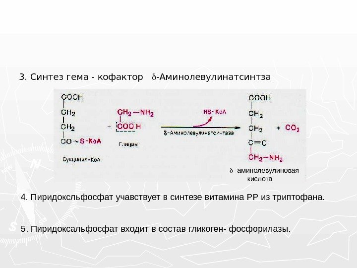 Синтез гему. Аминолевулинатсинтаза кофермент. Пиридоксальфосфат в синтезе гема. Синтез гема. Синтез гема витамин.