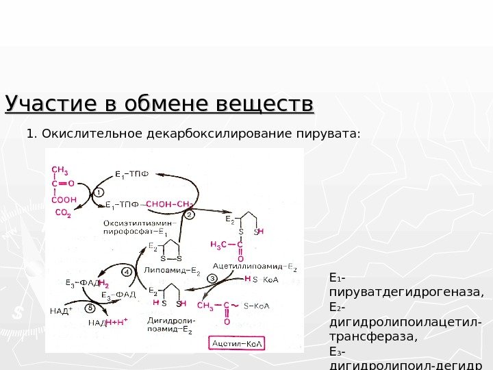 Окислительное декарбоксилирование пирувата схема