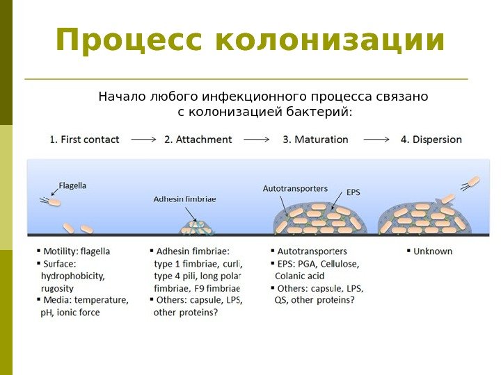 Что такое колонизация