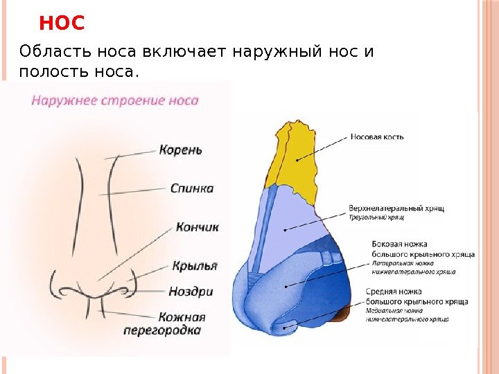 Строение носа человека анатомия рисунок с подписями