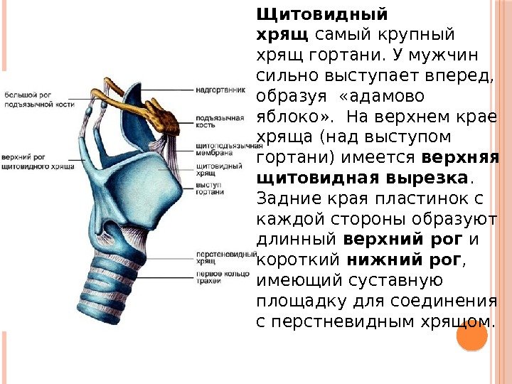 Кадык это кость. Щитовидный хрящ гортани кадык. Кадык строение гортани. Верхний Рог щитовидного хряща. Задний край пластинки щитовидного хряща.