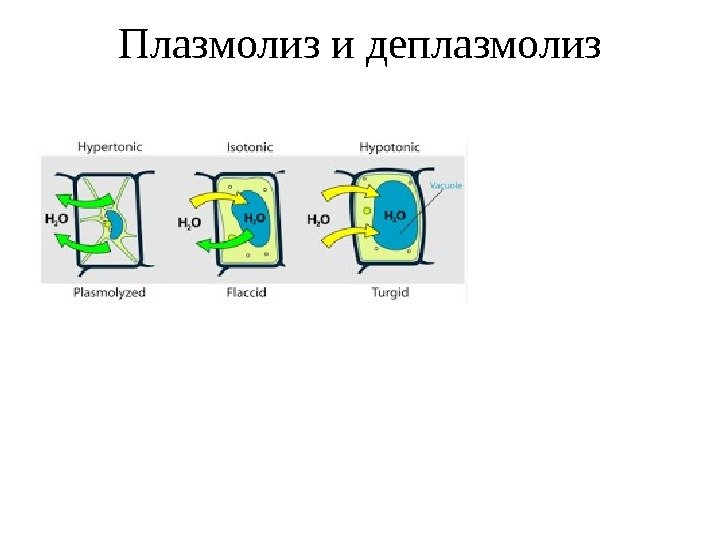 Как видно на рисунках 1 3 живое содержимое растительной клетки во время плазмолиза уменьшается в