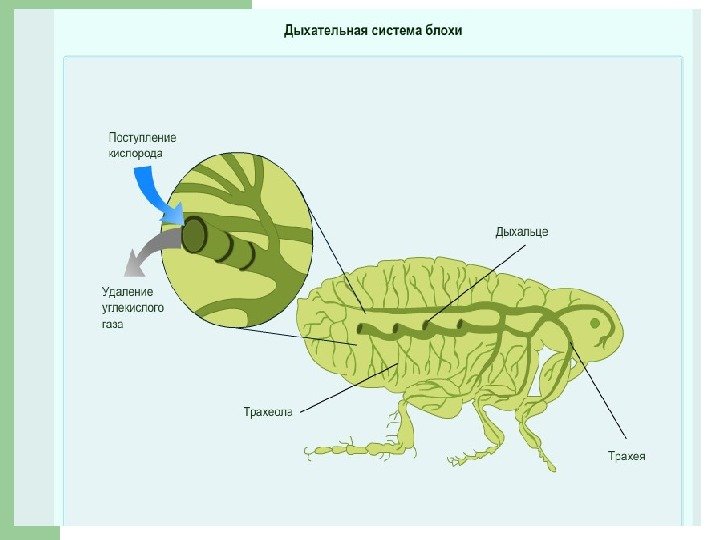 У насекомых легочное дыхание. Внутреннее строение блохи пищеварительная и дыхательная системы. Внутреннее строение блохи схема. Дыхательная система блохи. Строение пищеварительной системы блохи.