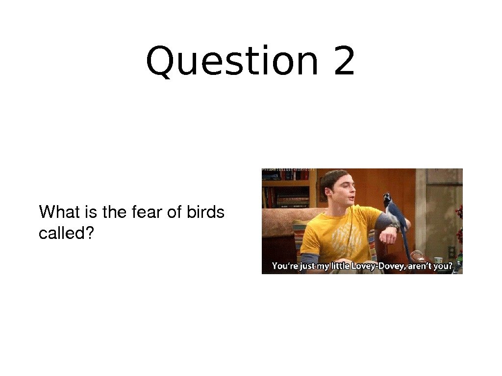 Question 2 Whatisthefearofbirds called? 