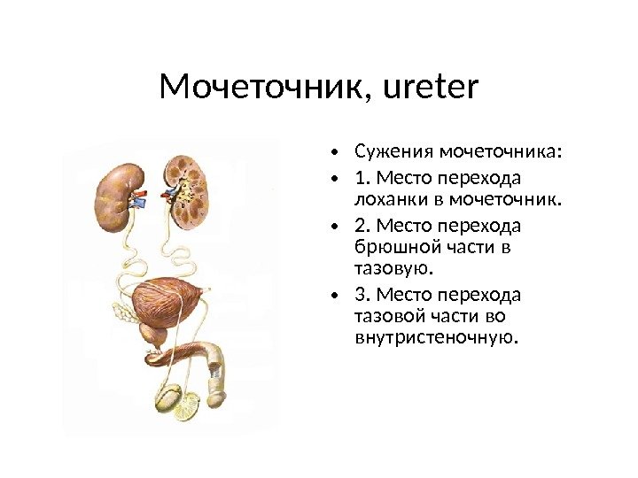 Характеристика мочеточника. Анатомические сужения мочеточника. Сужения мочетoчника (ureter):. Мочеточник строение анатомия. Строение мочеточника.