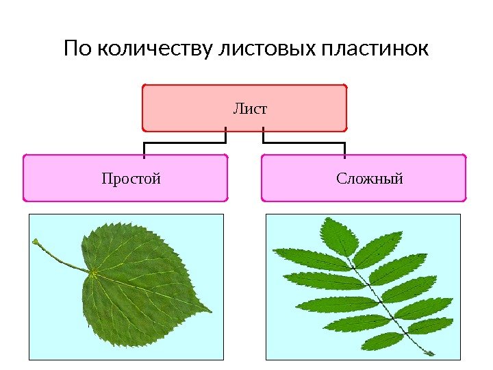 Лист в виде пластинок. По количеству листовых пластинок. Простые и сложные листовые пластинки. Листья по количеству листовых пластинок. По количеству листовых пластин.