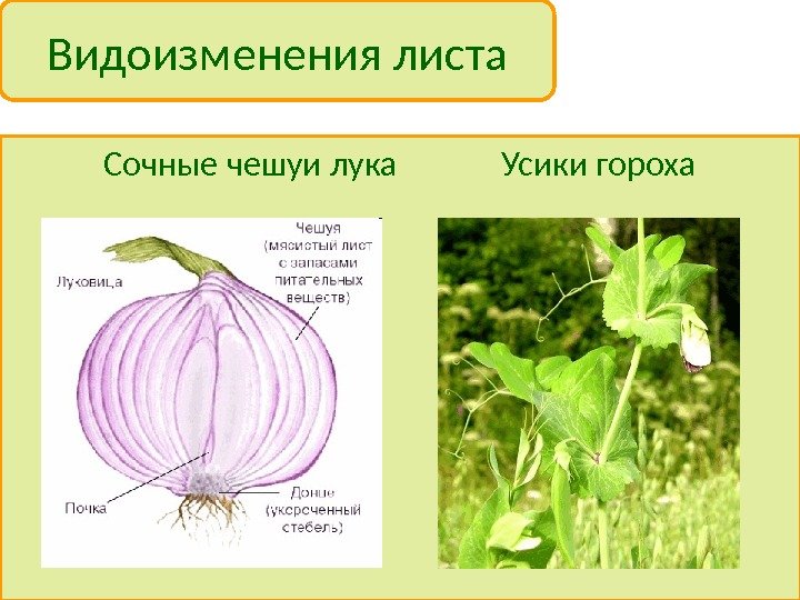 Какая часть растения изображена на рисунке для чего служат такие видоизменения благодаря каким