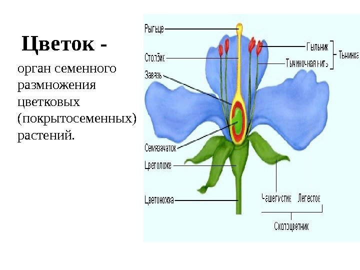 Мужской и женский органы цветка