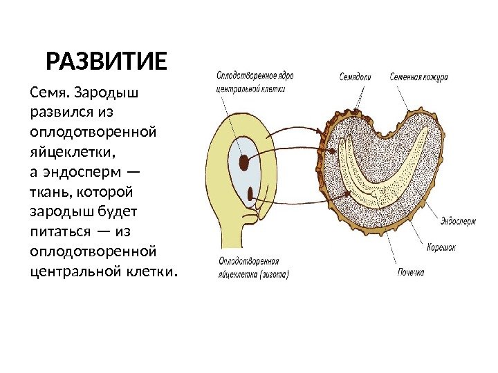 Зародыш цветка развивается из. Семя зародыш взаимосвязь. РЗ чего развивается эндосперм. Образование зародыша семени.
