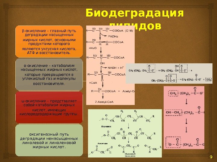 Биодеградация липидов 9β-окисление – главный путь деградации насыщенных жирных кислот, основными продуктами которого являются уксусная кислота,