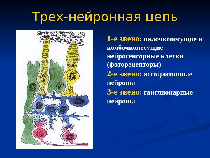   Трех-нейронная  цепь 1 -е звено : палочконесущие и колбочконесущие нейросенсорные клетки (фоторецепторы) 2