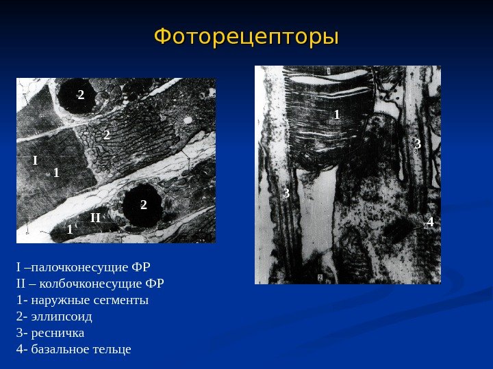   Фоторецепторы I II I –палочконесущие ФР II – колбочконесущие ФР 1 - наружные сегменты