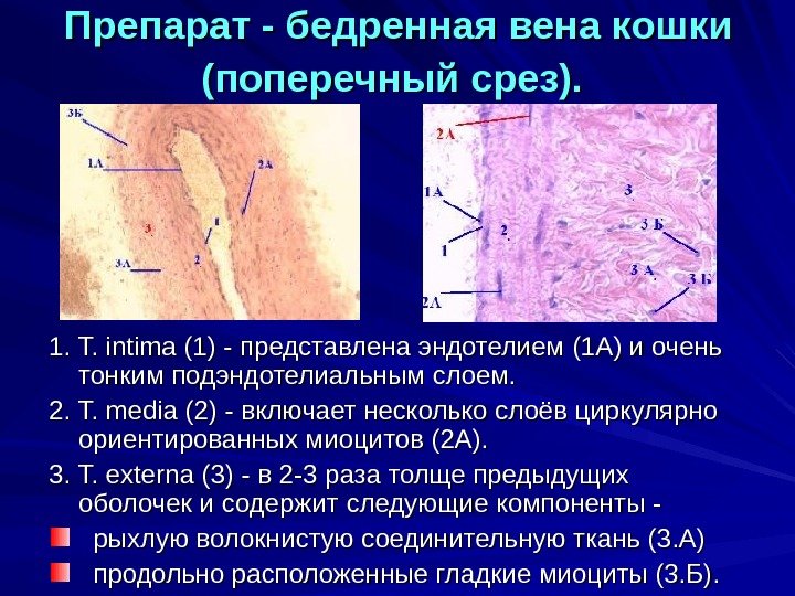 Верхняя полая вена гистология рисунок - 81 фото