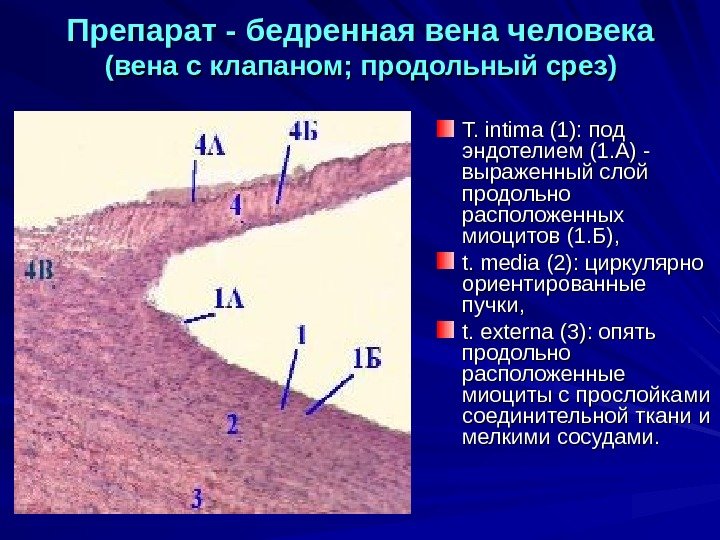 Верхняя полая вена гистология рисунок - 81 фото