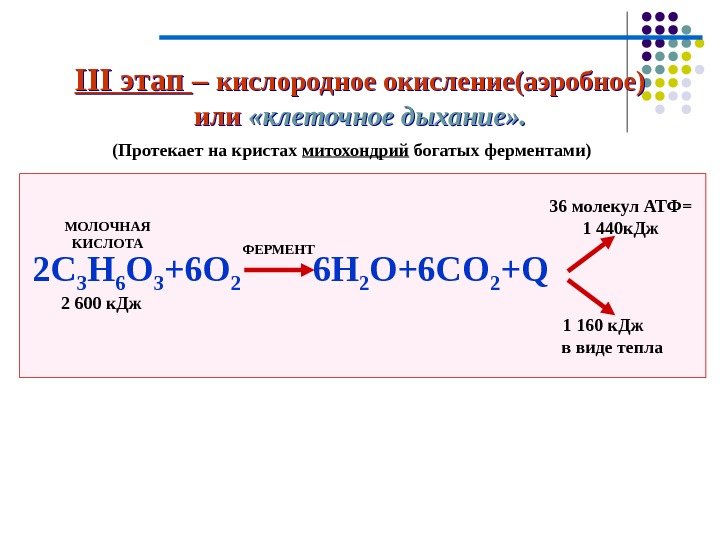 Кислородный этап гликолиза происходит в