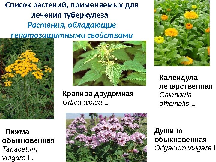 Какие растения дают масло. Лекарственные растения. Лечебные растения. Лекартсвенныерастения. Лекарственные травы с названиями.