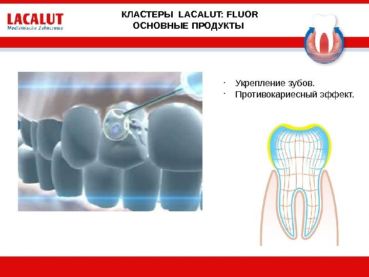 КЛАСТЕРЫ LACALUT: FLUOR ОСНОВНЫЕ ПРОДУКТЫ •  Укрепление зубов.  •  Противокариесный эффект.  