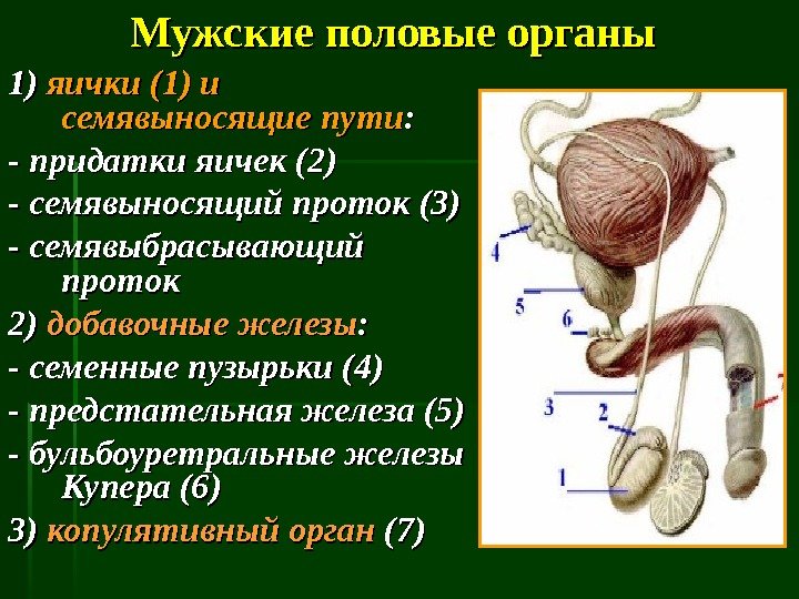 Мужская половая железа семенник. Мужская половая система анатомия строение яичек. Мужская половая система анатомия и физиология. Мужская половая система анатомия мошонка. Семявыносящий проток яичка анатомия.