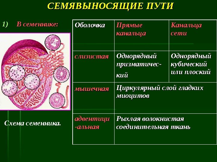 Семявыносящие пути гистология