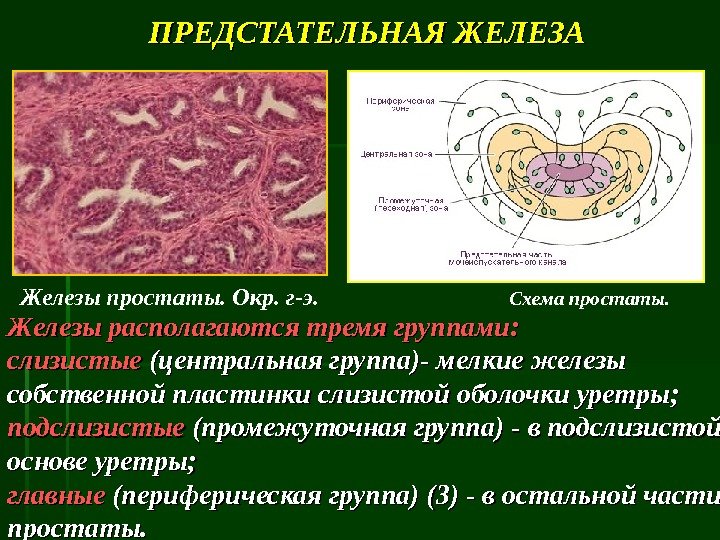 Ткани простаты