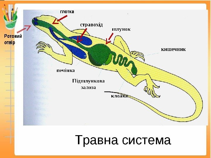 Схема строения пищеварительной системы пресмыкающихся